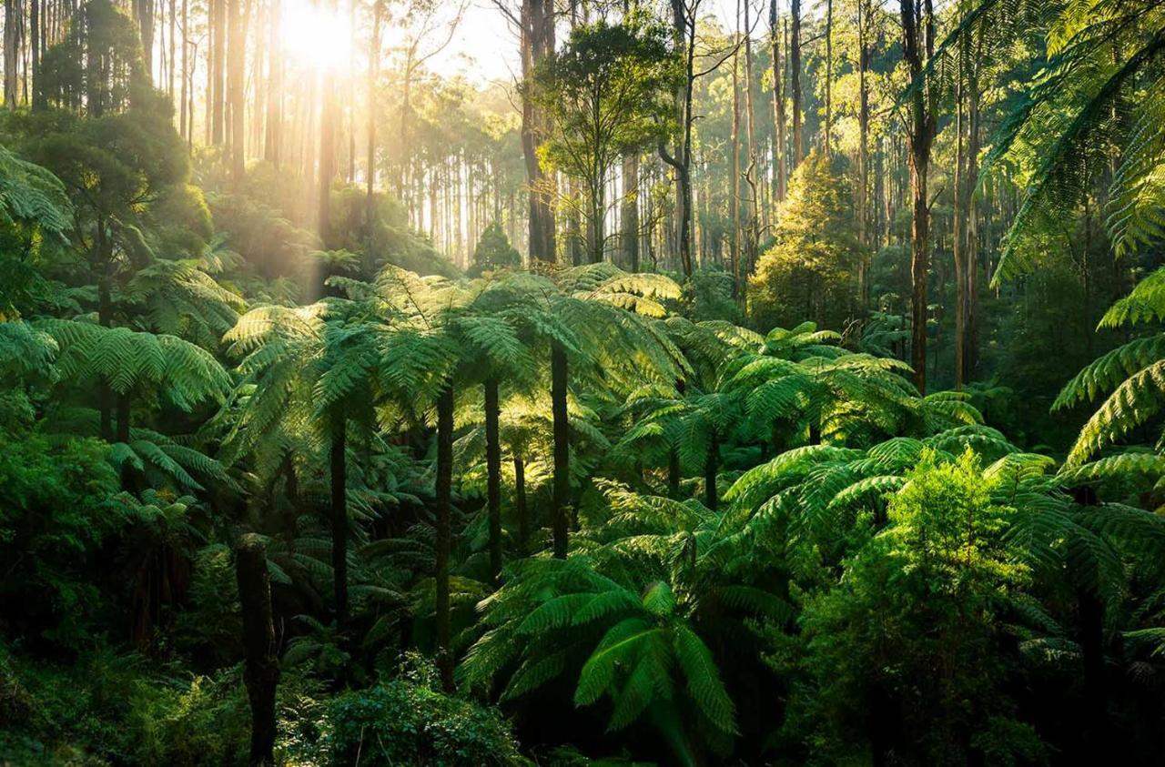 Ferny Hill Retreat, Emerald Victoria 외부 사진